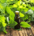 Natural Mint Essential Oil in a Little Glass Bottle Royalty Free Stock Photo