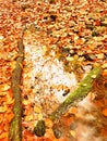 Natural mirror in orange frame. Fallen beech leaves in water of mountain river
