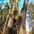 Natural monument Adam and Eve near the town of MÃÂ¶lln