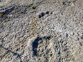 Natural monument of fossil dinosaur footprints in Serra D `Aire in Pedreira do Galinha, in Portugal. A pedagogical circuit was cre Royalty Free Stock Photo