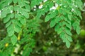 Natural Moringa leaves Green Background Royalty Free Stock Photo