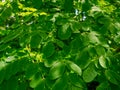 Natural Moringa leaves Green Background. A beautiful Moringa leaf background. Royalty Free Stock Photo