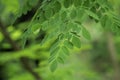 Natural HD Moringa leaves Green Background