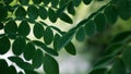 Natural Moringa leaves Green Background. Young Moringa leaves in nature light, alternative medicine plant Royalty Free Stock Photo