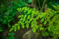 Malunggay or Moringa tree as the leaves act as one of the traditional healing herb.