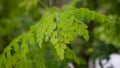 Natural Moringa leaves Tree Green Background Royalty Free Stock Photo