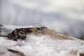 Natural moss on stones. Texture in nature. Royalty Free Stock Photo