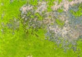 Natural moss texture Royalty Free Stock Photo