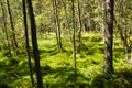 Natural moss wood