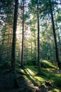 Natural mossy green forest