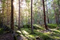 Natural mossy green forest