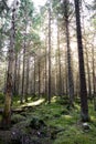 Natural mossy green forest