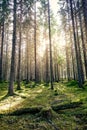 Natural mossy green forest