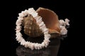 Natural mother-of-pearl beads on a sea shell on a black background