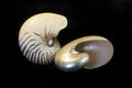 Natural and mother of pearl nautilus shells isolated on black Royalty Free Stock Photo