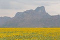 Natural mountain over big full bloom sunflower field Royalty Free Stock Photo