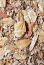 Natural muesli background with barley and carrot. for horse. extrime macro