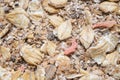 Natural muesli background with barley and carrot. for horse. macro shot