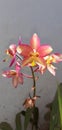 Natural multi colour beautiful orchid flower corsage