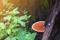 Natural mushroom growning in rainforest Royalty Free Stock Photo