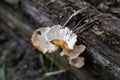 Natural mushroom leaf growing on timber