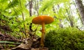 Natural mushroom under the cover of many fern leaves Royalty Free Stock Photo