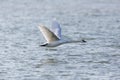 Natural mute swan bird cygnus olor flying over blue water sur