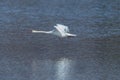 Natural mute swan cygnus olor during flight over water surface