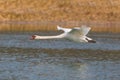 Natural mute swan cygnus olor during flight over water surface
