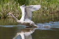 Mute swan Cygnus olor with spread wings running water surface