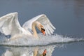 Mute swan Cygnus olor with spread wings splashing water surfac