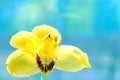 natural closeup orchid