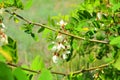 Bright colorful clusters of white flowers with green small leaves blossoming on an acacia tree. Royalty Free Stock Photo