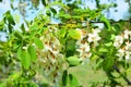 Bright colorful clusters of white flowers with green small leaves blossoming on an acacia tree. Royalty Free Stock Photo