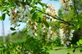 Bright colorful clusters of white flowers with green small leaves blossoming on an acacia tree. Royalty Free Stock Photo