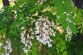 Bright colorful clusters of white flowers with green small leaves blossoming on an acacia tree. Royalty Free Stock Photo