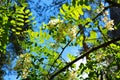 Bright colorful clusters of white flowers with green small leaves blossoming on an acacia tree. Royalty Free Stock Photo