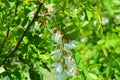 Bright colorful clusters of white flowers with green small leaves blossoming on an acacia tree. Royalty Free Stock Photo