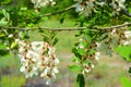 Bright colorful clusters of white flowers with green small leaves blossoming on an acacia tree. Royalty Free Stock Photo