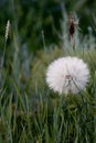 Natural nature beautiful wildflowers dandelion on a field in nature on a summer evening at sunset Royalty Free Stock Photo