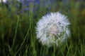 Natural nature beautiful wildflowers dandelion on a field in nature on a summer evening at sunset Royalty Free Stock Photo