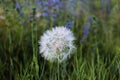 Natural nature beautiful wildflowers dandelion on a field in nature on a summer evening at sunset Royalty Free Stock Photo