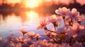 natural nature blossom sunset close