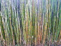 large amount of sticks of bamboo, texture background