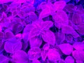 Natural neon background. Fluorescent Coleus leaves. Nature pattern. Flat lay Royalty Free Stock Photo