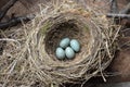 Natural nest and blue eggs of a song thrush in the meadow Royalty Free Stock Photo