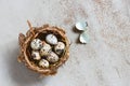 Natural nest with quail eggs on the textured grey table