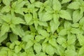 Natural nettle plant used as natural ingredient for homeopathy heathcare