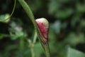 A natural new leaf protection case (Stipule), which is held inside a waiting to be unfold fresh leaf Royalty Free Stock Photo