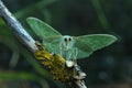 Nighttime frontal closeup on the Emerald geometer moth, Geometra papilionaria sitting with open wings Royalty Free Stock Photo